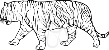 Sketch beautiful tiger on a white background. Vector illustration.