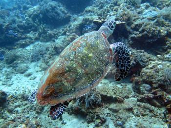 Hawksbill sea turtle current on coral reef island, Bali.