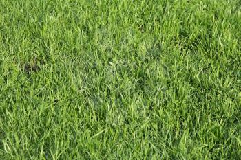 Lush green grass on the soccer field.