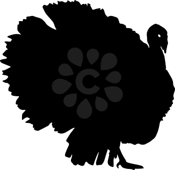 Silhouette black turkey on a white background.