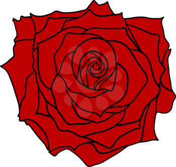 Beautiful sketch red of a rose flower on a white background.