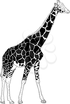 Sketch of a high African giraffe on a white background.