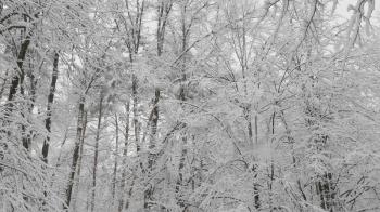 Winter forest during a snowfall, slow motion.