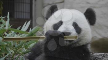 Panda eat juicy bamboo branches for lunch.