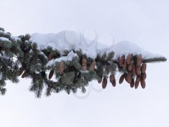 Beautiful fir branch with cones in the snow.