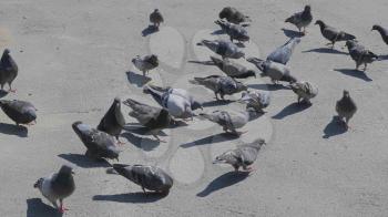 Flock of pigeons feeding on the town square.