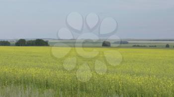 Flowering field of yellow canola, panoramic landscape.
