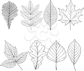 Set sketches silhouettes leaves on white background illustration.