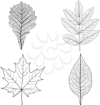 Set sketches silhouettes leaves on white background illustration.