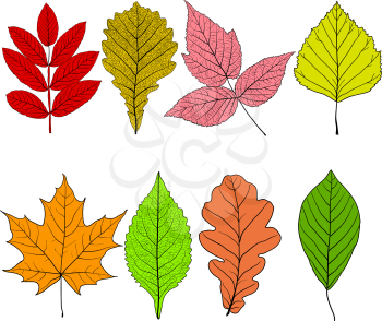 Set sketches silhouettes leaves on white background illustration.