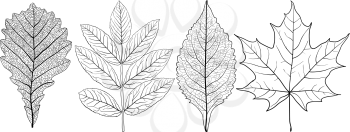 Set sketches silhouettes leaves on white background illustration.