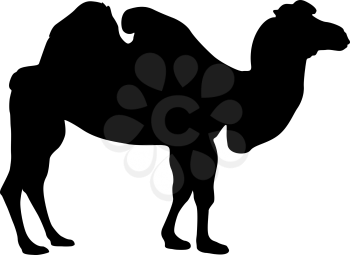 Silhouette of the camel on a white background.