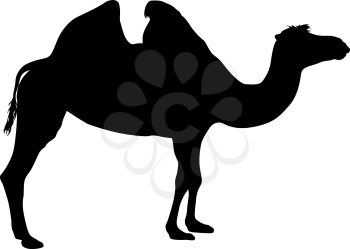 Silhouette of the camel on a white background.