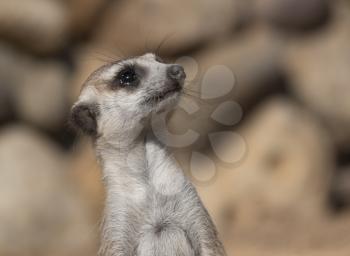 Meerkat or suricate is a small carnivoran belonging to the mongoose family.