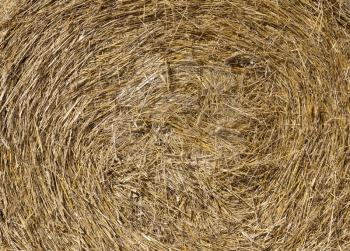 Rural landscape Golden straw texture background, close up.