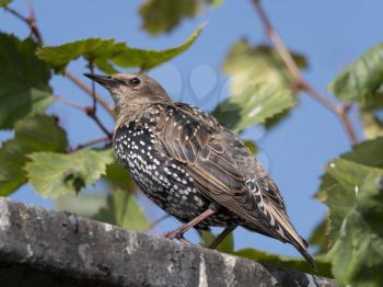 Common starling sturnus vulgaris sitting on the fence.