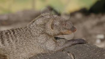 Banded mongoose (mungos mungo) resting in the sun.