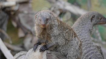 Banded mongoose (mungos mungo) resting in the sun.