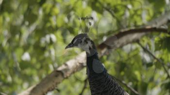 Close view of a beautiful, displaying male peacock