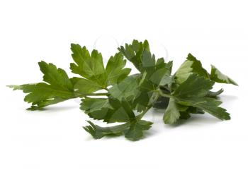 parsley branch isolated on white background