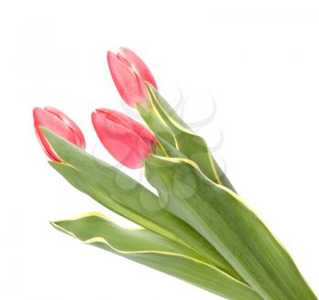 tulips  isolated on white background