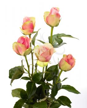Beautiful roses   isolated on white background