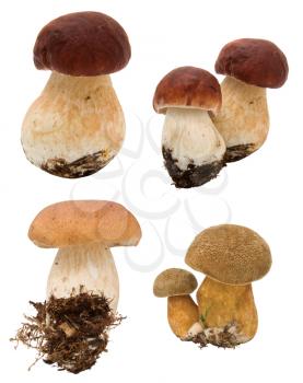 Collection of mushrooms isolated on white