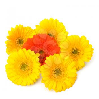 Beautiful daisy gerbera flowers isolated on white background