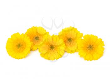 Beautiful daisy gerbera flowers isolated on white background