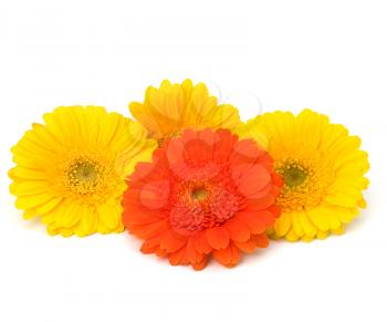 Beautiful daisy gerbera flowers isolated on white background