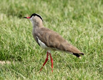 Royalty Free Photo of a Crowned Lapwing Bird in Grass