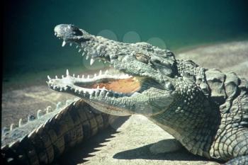 Royalty Free Photo of a Crocodile