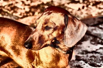 Royalty Free Photo of a Dachshund