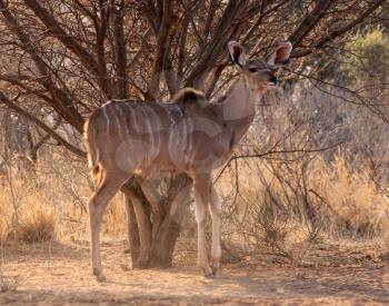 Royalty Free Photo of a Kudu Ewe