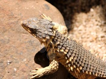 Royalty Free Photo of a Sungazer Lizard Basking in the Sun