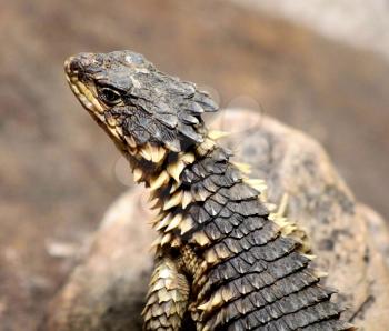 Royalty Free Photo of a Sungazer Lizard Basking in the Sun