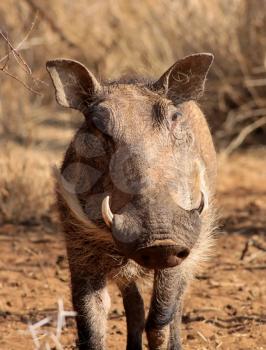 Royalty Free Photo of a Warthog