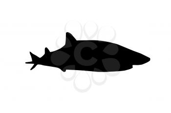 Silhouette of Large Shark Swimming in the Sea 