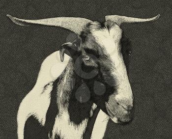 Black and White South Africa Veld Goat Drawing
