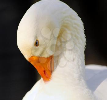 Close-up Picture of Grooming Goose Head