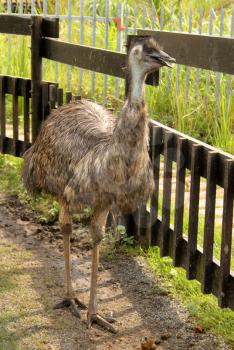 Picture of a Curious Emu in Zoo