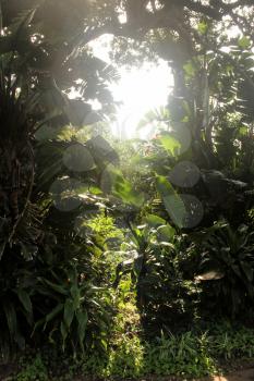 Picture of Sunbeams Through Tropical Vegetation