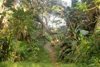 Tropical Hiking Path with Sun Rays Picture