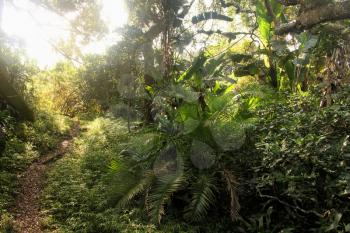 Picture of Tropical Hiking Path with Sun Rays