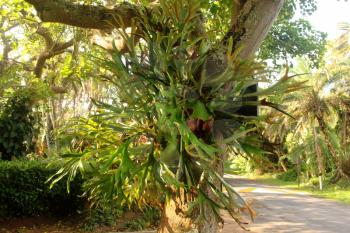 Picture of an Invasive Parasite Plant on Large Tree