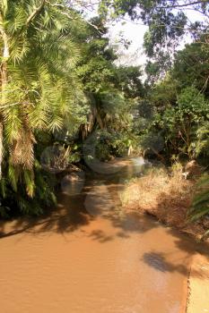 Picture of Muddy River Through Tropical Forest