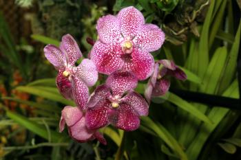 Royalty Free Photo of an Orchid Species Vanda Brightons Ruby Jewel