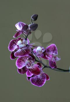 Colorful Orchid Species Bright Isolated Purple and White Picture