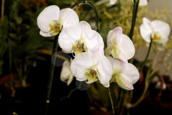 Colorful Orchid Species Plain Bright White Picture