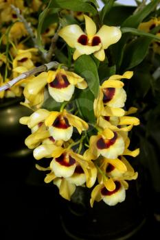 Colorful Orchid Species Bright Yellow and Brown Picture